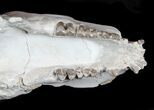 Disarticulated Oreodont (Merycoidodon) Skull - Reduced Price #78129-2